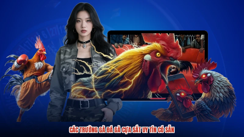 Các trường gà đá gà cựa sắt uy tín có sẵn