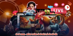 Đá Gà Thomo - Những Trường Gà Và Mức Trả Kèo Hấp Dẫn