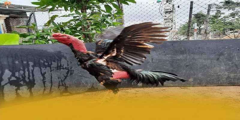 Khả năng truy cập trên điện thoại di động cùng GOOD88